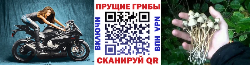 как найти закладки  KRAKEN   Псилоцибиновые грибы мухоморы  Андреаполь 